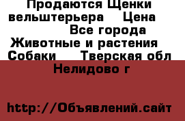Продаются Щенки вельштерьера  › Цена ­ 27 000 - Все города Животные и растения » Собаки   . Тверская обл.,Нелидово г.
